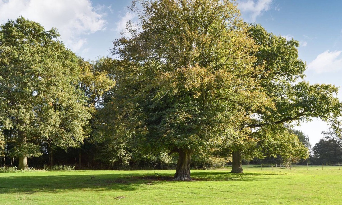 Palgrave Cottage | 1 bedroom accommodation in Palgrave, near Diss