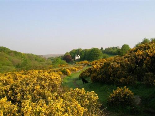 Dartmoor Forest Hotel | Lydgate House Hotel
