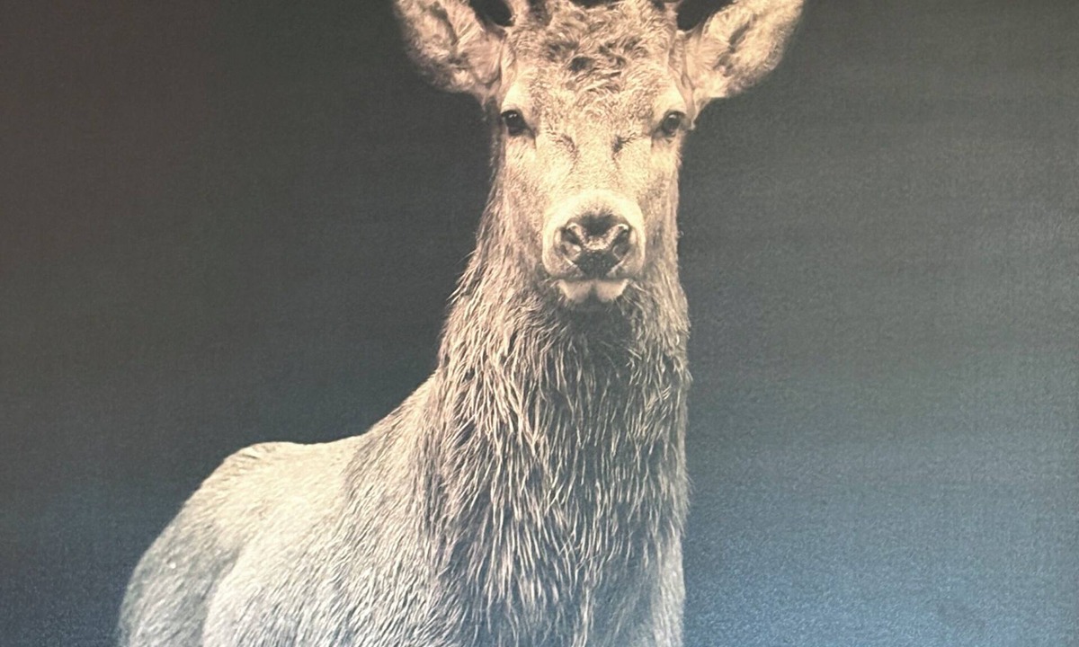 Aberchalder House | Stags View with a great Scottish Welcome