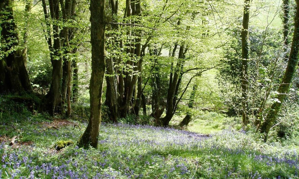 Liskeard Bed & Breakfast | Tregondale Manor Farm