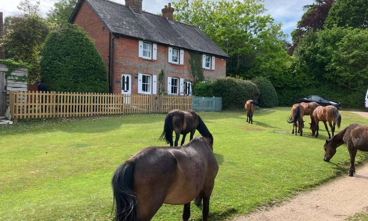 New Forest District Cottage | Yew Tree Cottage – Direct New Forest Access, Ponies & Walk to Lyndhurst