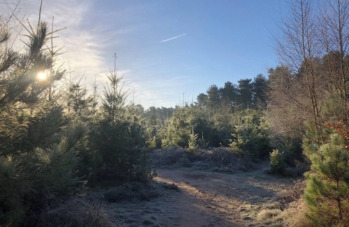 Bury St Edmunds Cabin | An ideal weekend getaway on Kings Forest - Wagtail Lodge. Sleeps 4.