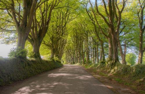 Bridestowe Bed & Breakfast | Knole Farm