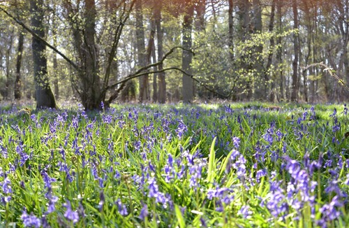 Eversley Bed & Breakfast | The Kingsley at Eversley