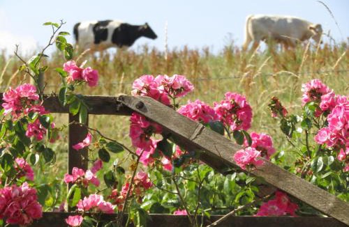 Stenalees Bed & Breakfast | Treganoon House, Lanlivery