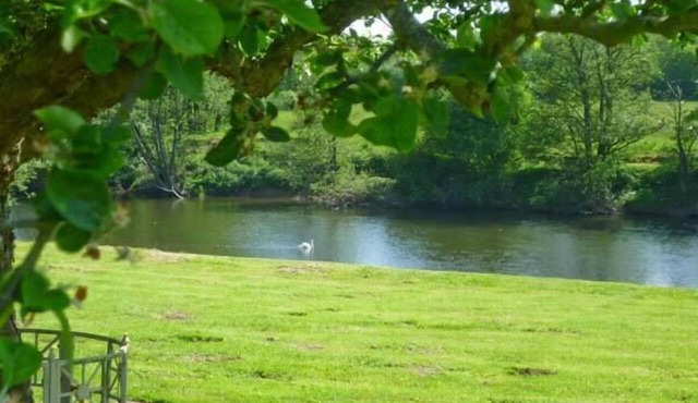 Herons
