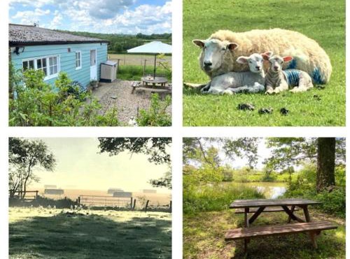 Park Farm Chalet in Hawkhurst