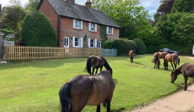 Yew Tree Cottage – Direct New Forest Access, Ponies & Walk to Lyndhurst in Lyndhurst