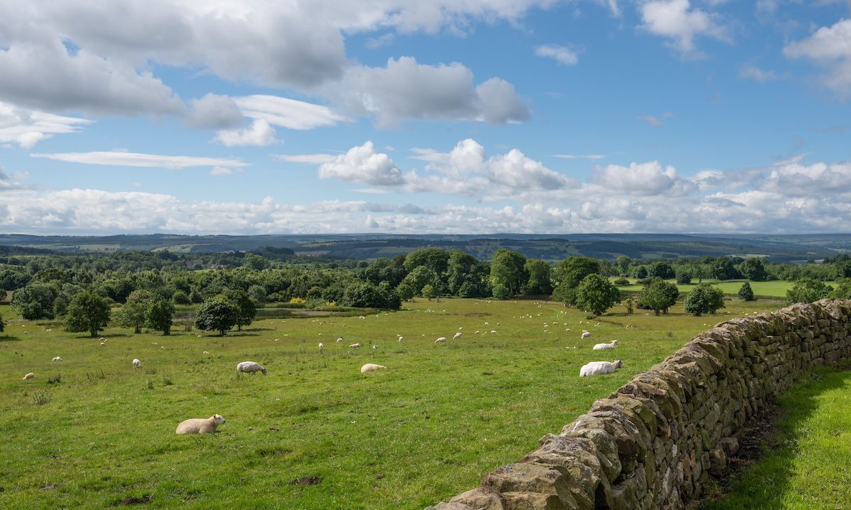 Photo of Others in Corbridge