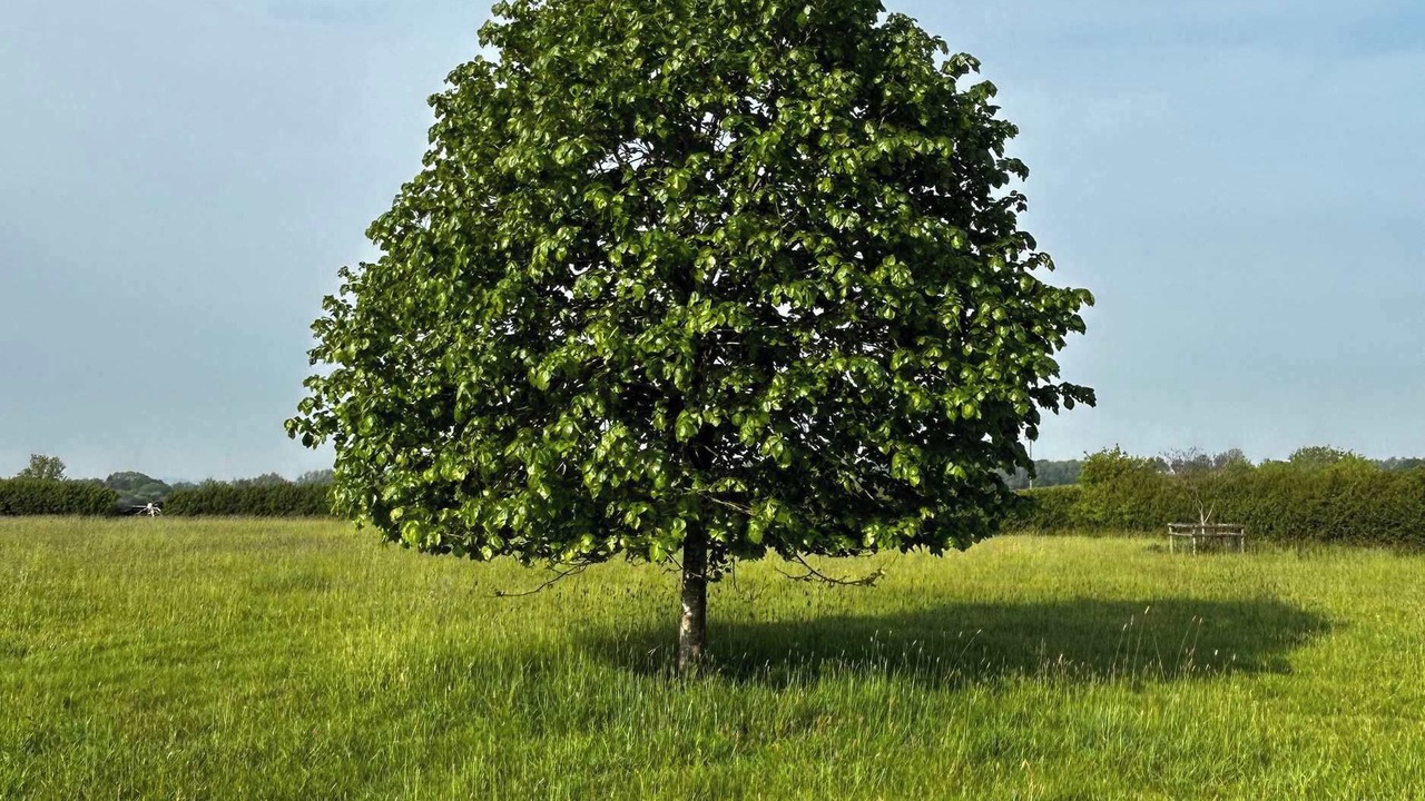 Photo of Others in West Knoyle