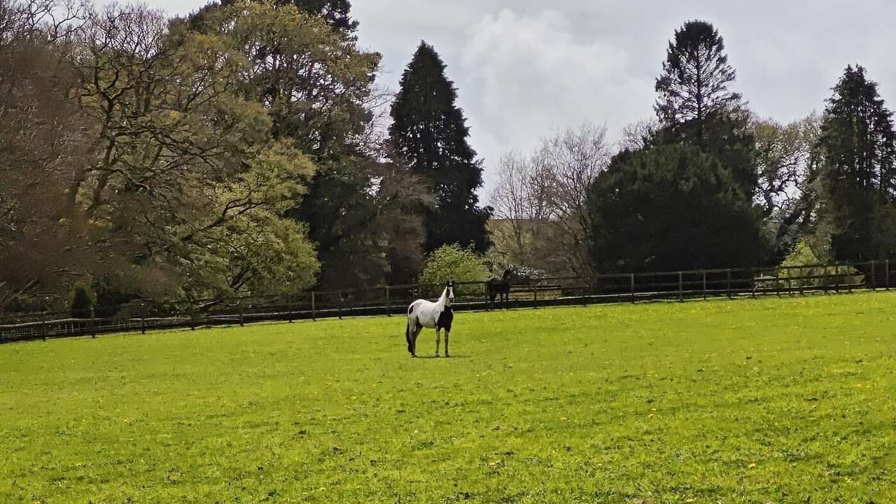 Photo of Others in New Forest District